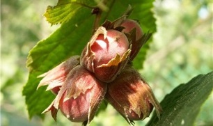 hazelnut for the treatment of prostatitis in men