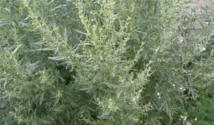 treatment of prostatitis with wormwood